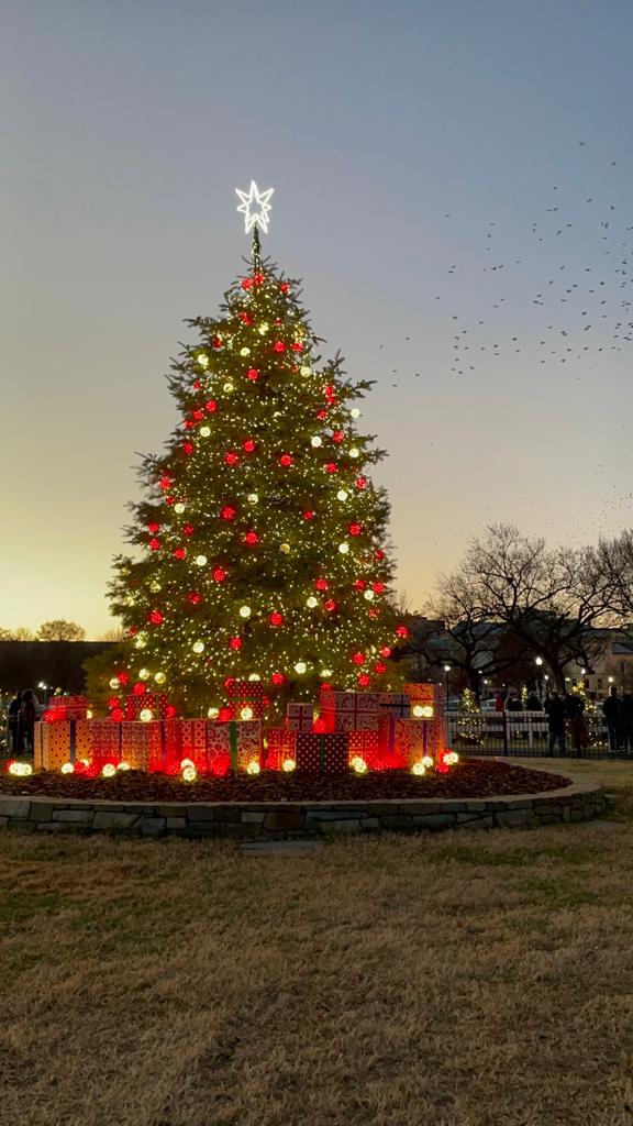 Washington DC: President National Christmas Tree￼