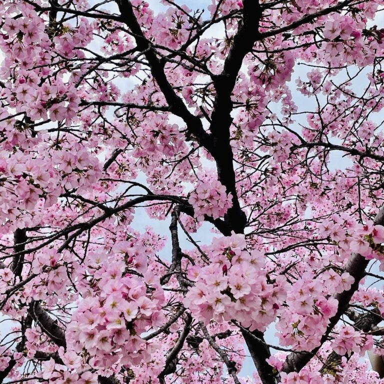 Washington DC: Cherry Blossom